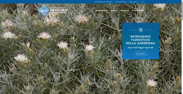 Security scan screenshot of https://www.amptavolara.com/