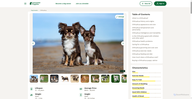 Security scan screenshot of https://www.lancasterpuppies.com/dog-breeds/chihuahua/