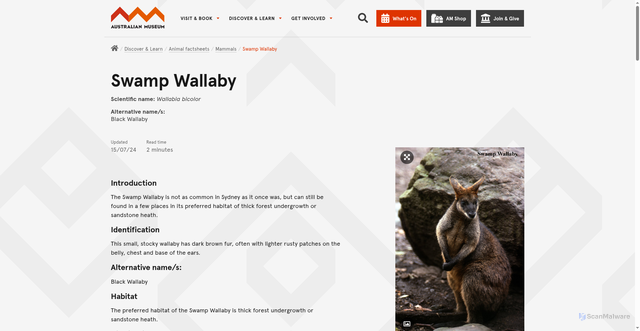 Security scan screenshot of https://australian.museum/learn/animals/mammals/swamp-wallaby/