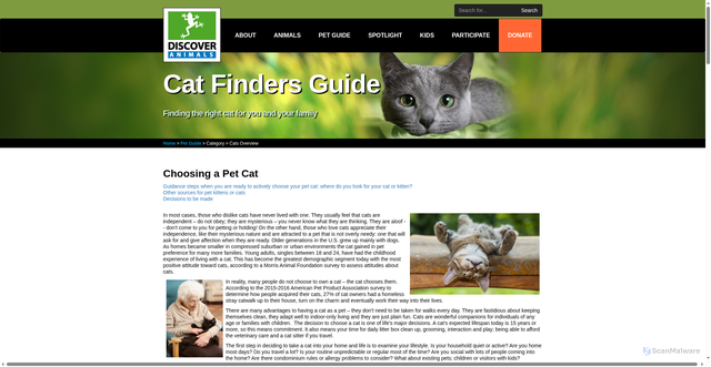 Security scan screenshot of https://www.discoveranimals.org/index.php/pets/overview/cats-overview