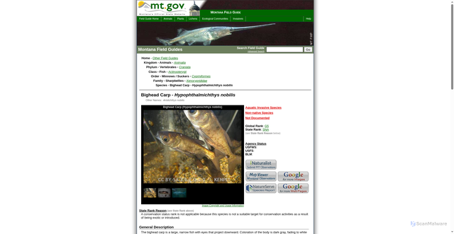 Security scan screenshot of https://fieldguide.mt.gov/speciesDetail.aspx?elcode=AFCJB44020