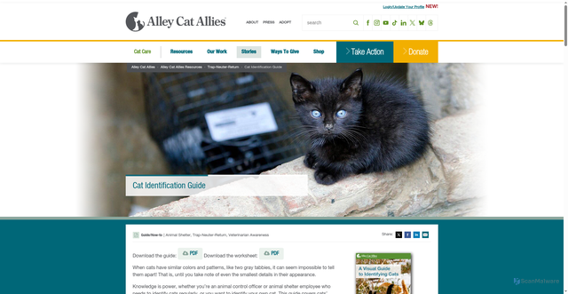 Security scan screenshot of https://www.alleycat.org/resources/cat-identification-guide/