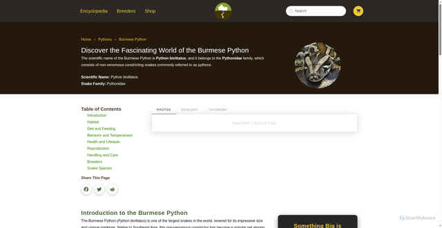 Security scan screenshot of https://www.snakeestate.com/pythons/burmese-python/