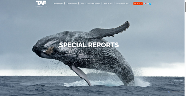 Security scan screenshot of https://theanimalfund.net/en/general-information-about-japan/