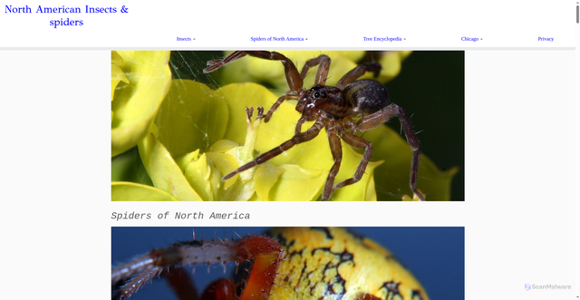 Security scan screenshot of https://www.cirrusimage.com/spiders/