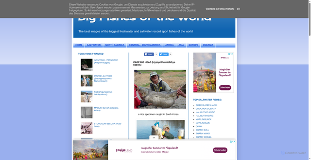 Security scan screenshot of http://bigfishesoftheworld.blogspot.com/2012/02/carp-bi-head-hypophthalmichthys-nobilis.html