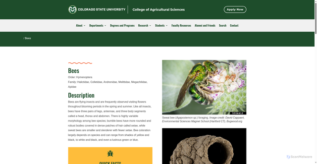 Security scan screenshot of https://agsci.colostate.edu/agbio/ipm-pests/bees/