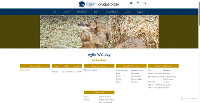 Security scan screenshot of https://www.oaklandzoo.org/animals/agile-wallaby