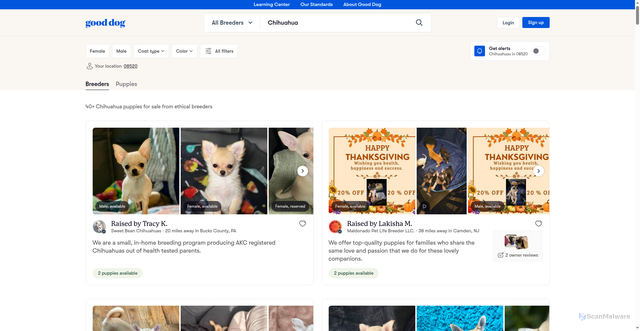 Security scan screenshot of https://www.gooddog.com/chihuahua