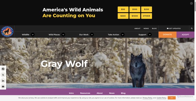 Security scan screenshot of https://defenders.org/wildlife/gray-wolf