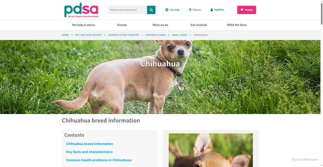 Security scan screenshot of https://www.pdsa.org.uk/pet-help-and-advice/looking-after-your-pet/puppies-dogs/small-dogs/chihuahua