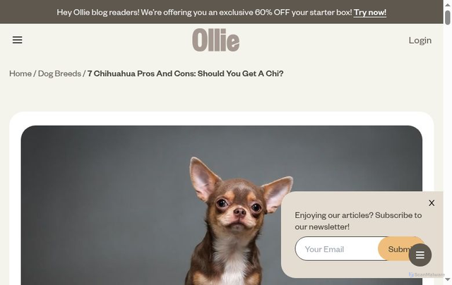 Security scan screenshot of https://blog.myollie.com/chihuahua-pros-and-cons/