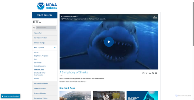 Security scan screenshot of https://videos.fisheries.noaa.gov/detail/videos/sharks-rays/video/2581398491001/a-symphony-of-sharks