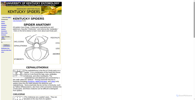 Security scan screenshot of https://www.uky.edu/Ag/CritterFiles/casefile/spiders/anatomy/spideranatomy.htm
