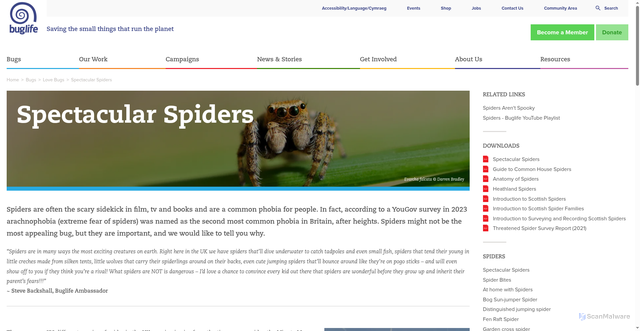 Security scan screenshot of https://www.buglife.org.uk/bugs/love-bugs/spectacular-spiders/