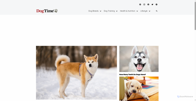 Security scan screenshot of https://dogtime.com