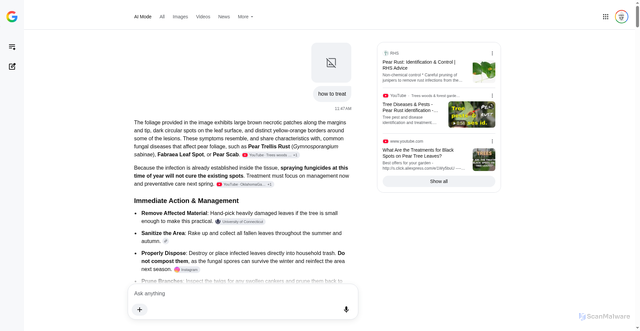 Security scan screenshot of https://antonkronaj-dev.pages.dev/notes/files/asian_pear_tree_fungal_recovery_and_%20fruiting_conversation.html