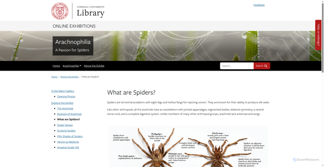 Security scan screenshot of https://exhibits.library.cornell.edu/arachnophilia/feature/what-are-spiders