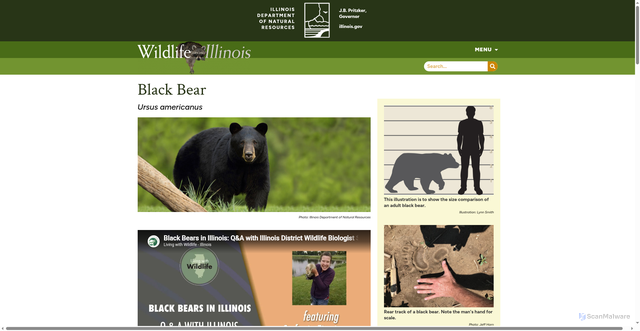 Security scan screenshot of https://wildlifeillinois.org/identify-wildlife/black-bear/