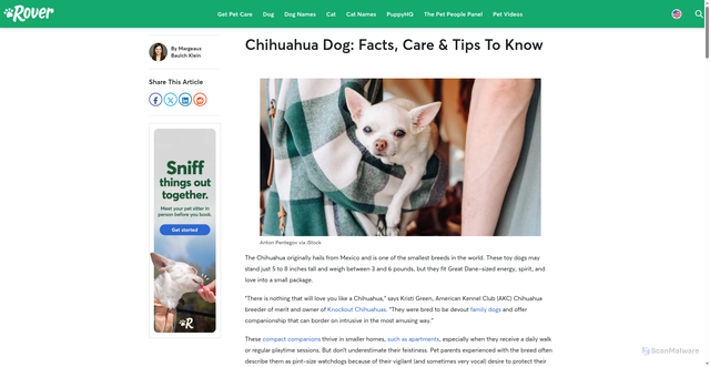 Security scan screenshot of https://www.rover.com/blog/breeds/chihuahua/