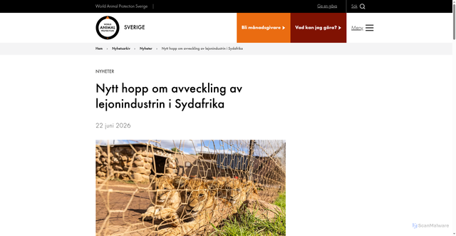Security scan screenshot of https://www.worldanimalprotection.se/nyheter/nyheter/nytt-hopp-om-avveckling-av-lejonindustrin-i-sydafrika/