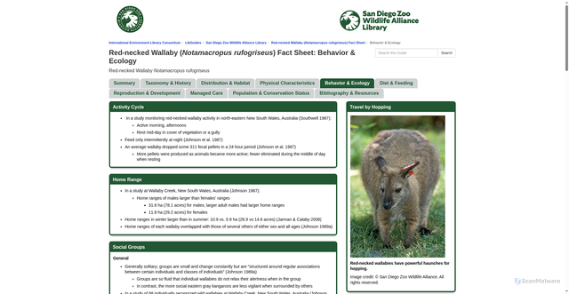 Security scan screenshot of https://ielc.libguides.com/sdzg/factsheets/red-neckedwallaby/behavior