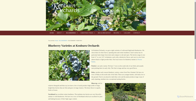 Security scan screenshot of https://kenburnorchards.com/blueberry/blueberry-varieties/