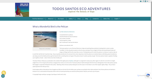 Security scan screenshot of https://tosea.net/what-a-wonderful-bird-is-the-pelican/