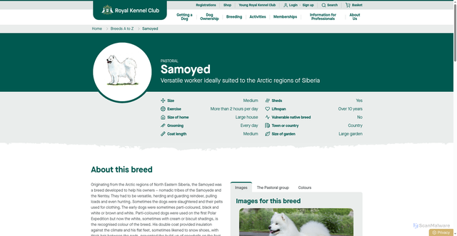 Security scan screenshot of https://www.royalkennelclub.com/search/breeds-a-to-z/breeds/pastoral/samoyed/
