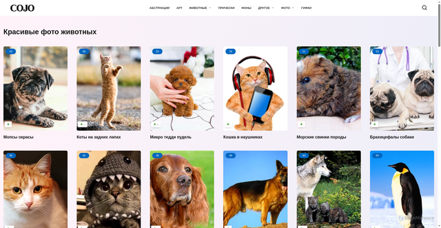 Security scan screenshot of https://cojo.ru