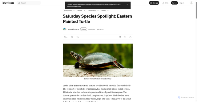 Security scan screenshot of https://mohonkpreserve.medium.com/saturday-species-spotlight-eastern-painted-turtle-1c7b46ba39a4