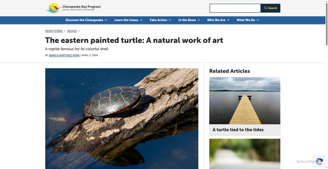 Security scan screenshot of https://www.chesapeakebay.net/news/blog/the-eastern-painted-turtle-a-natural-work-of-art
