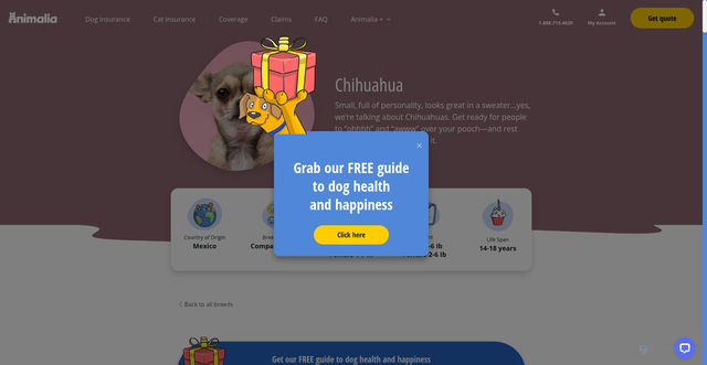 Security scan screenshot of https://animalia.pet/dog-breeds/chihuahua/