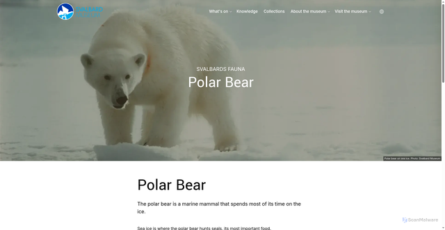 Security scan screenshot of https://svalbardmuseum.no/en/polar-bear