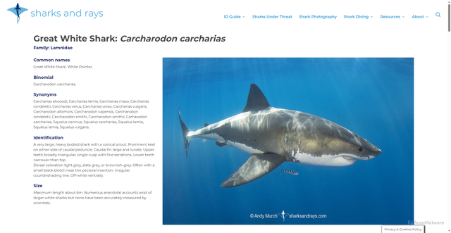 Security scan screenshot of https://www.sharksandrays.com/great-white-shark/