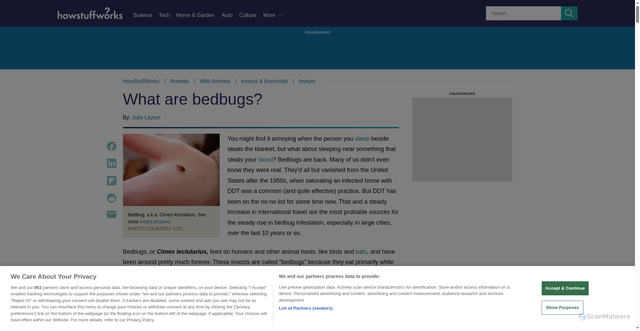 Security scan screenshot of https://animals.howstuffworks.com/insects/bed-bug.htm