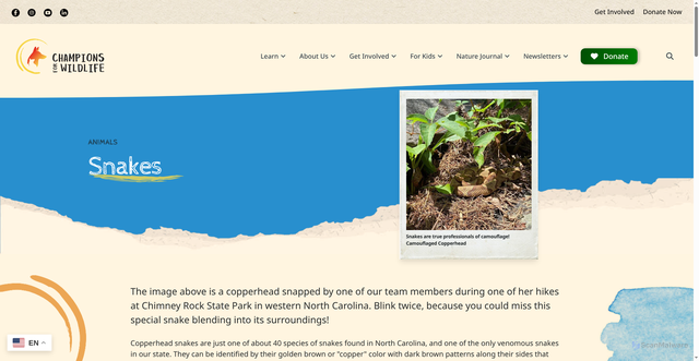 Security scan screenshot of https://championsforwildlife.org/learn/animals/snakes.html