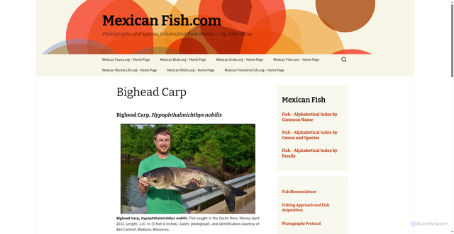 Security scan screenshot of https://mexican-fish.com/bighead-carp/