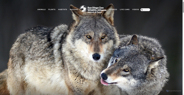 Security scan screenshot of https://animals.sandiegozoo.org/animals/wolf
