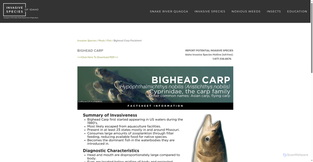 Security scan screenshot of https://invasivespecies.idaho.gov/bighead-carp-factsheet