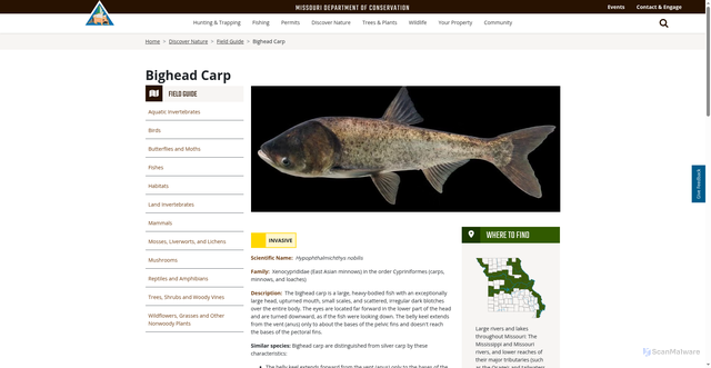 Security scan screenshot of https://mdc.mo.gov/discover-nature/field-guide/bighead-carp