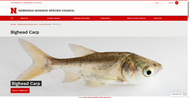 Security scan screenshot of https://neinvasives.com/aquatic-invasive-fish/bighead-carp/