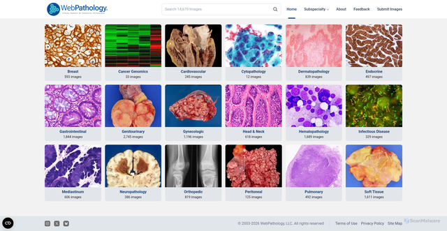 Security scan screenshot of https://webpathology.com