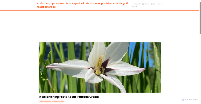 Security scan screenshot of https://ceritamodernstories-dpkbqqgk6sp8.edgeone.app/14-astonishing-facts-about-peacock-orchid.html