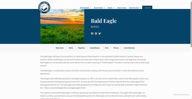 Security scan screenshot of https://www.endangered.org/animals/bald-eagle/