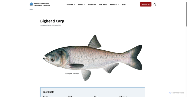Security scan screenshot of https://icrcc.fws.gov/invasive-carp/bighead-carp