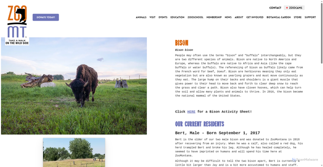 Security scan screenshot of https://www.zoomontana.org/animals/bison