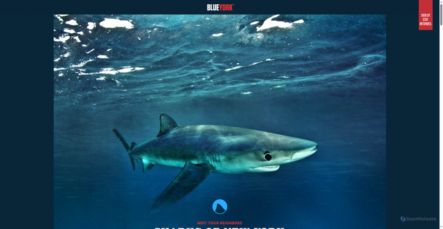 Security scan screenshot of https://blueyork.org/sharks