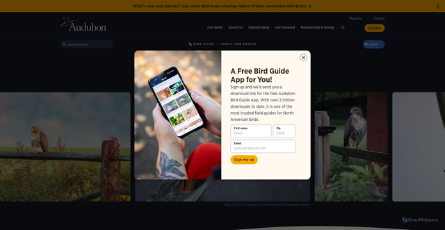 Security scan screenshot of https://www.audubon.org/field-guide/bird/red-tailed-hawk