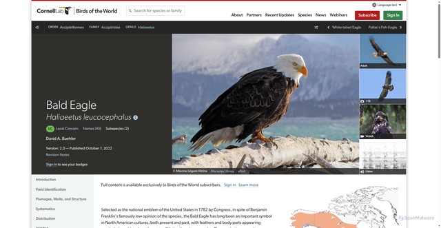 Security scan screenshot of https://birdsoftheworld.org/bow/species/baleag/cur/introduction